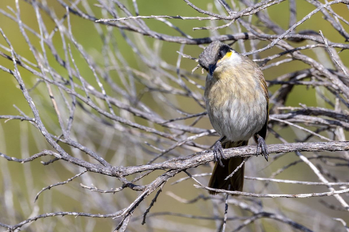 Singing Honeyeater - ML504202281