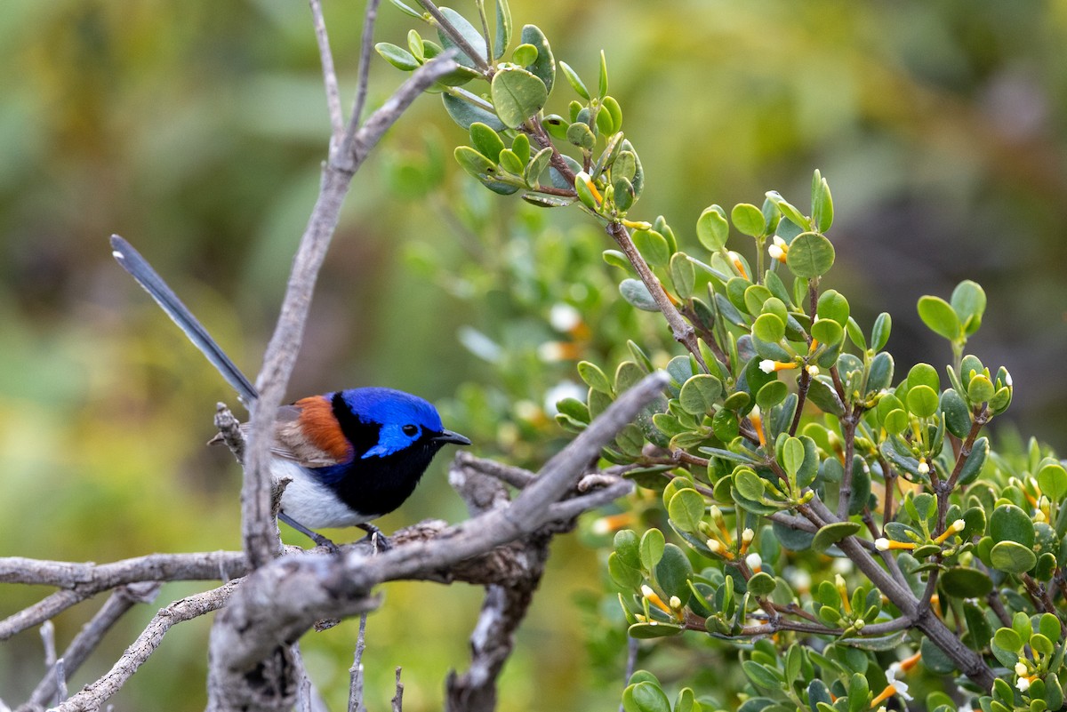 Purple-backed Fairywren - ML504202321