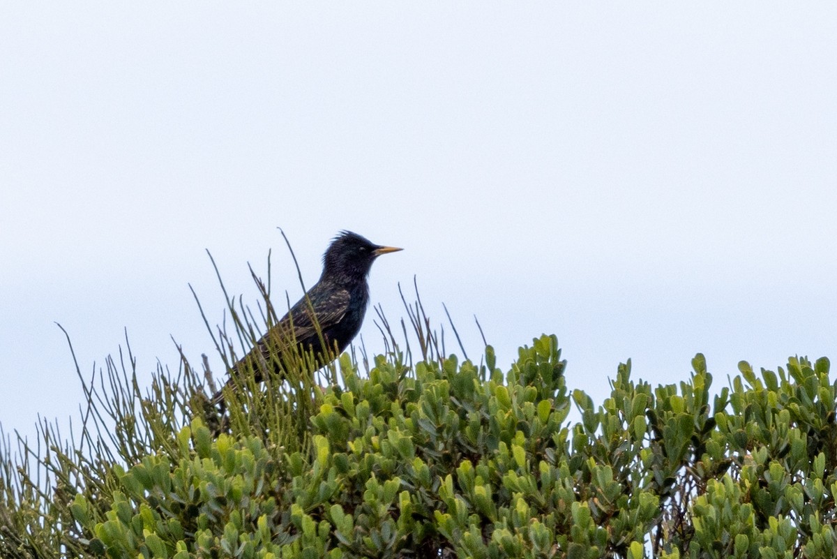 European Starling - ML504202341