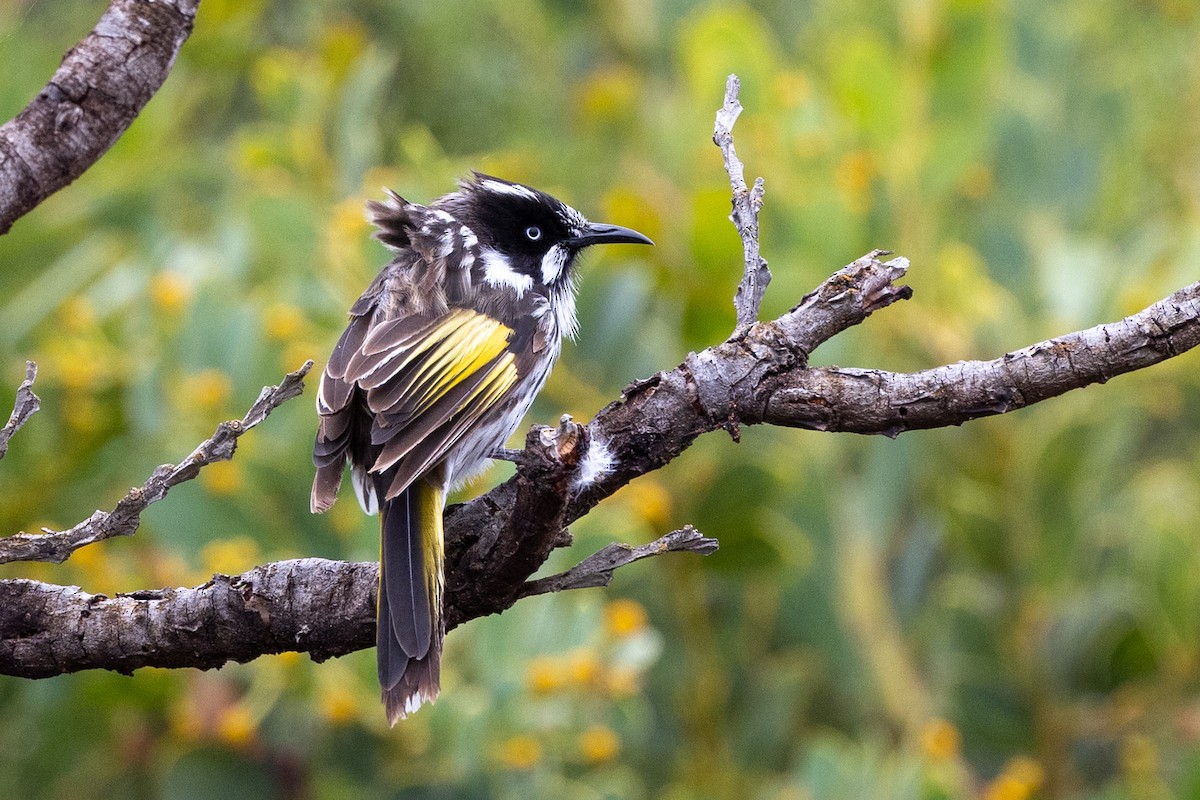 New Holland Honeyeater - ML504202371