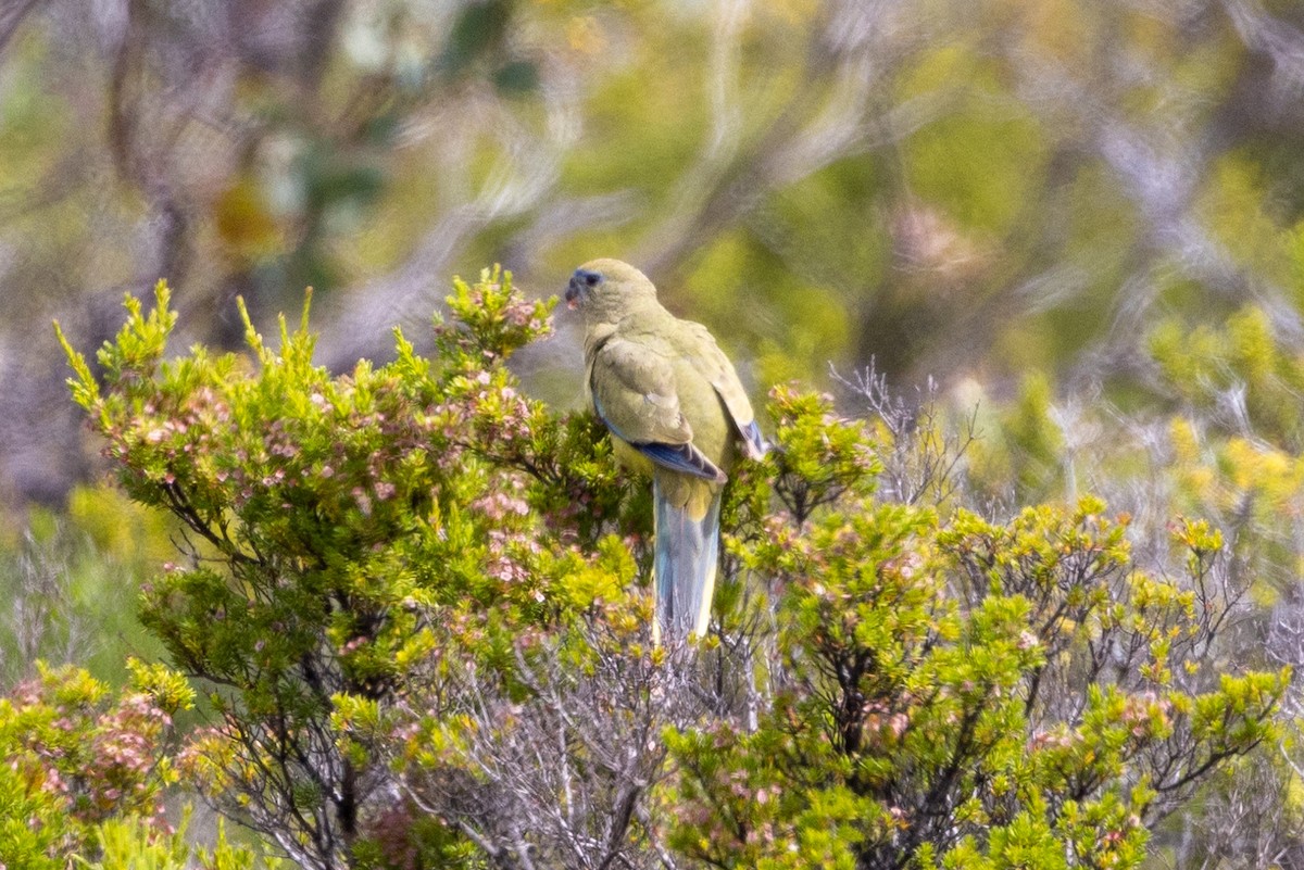 Rock Parrot - ML504202391