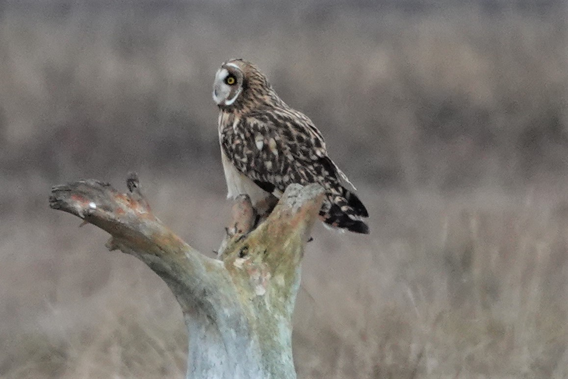 Short-eared Owl - franci Holtslander