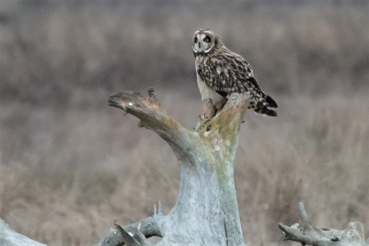 Short-eared Owl - franci Holtslander