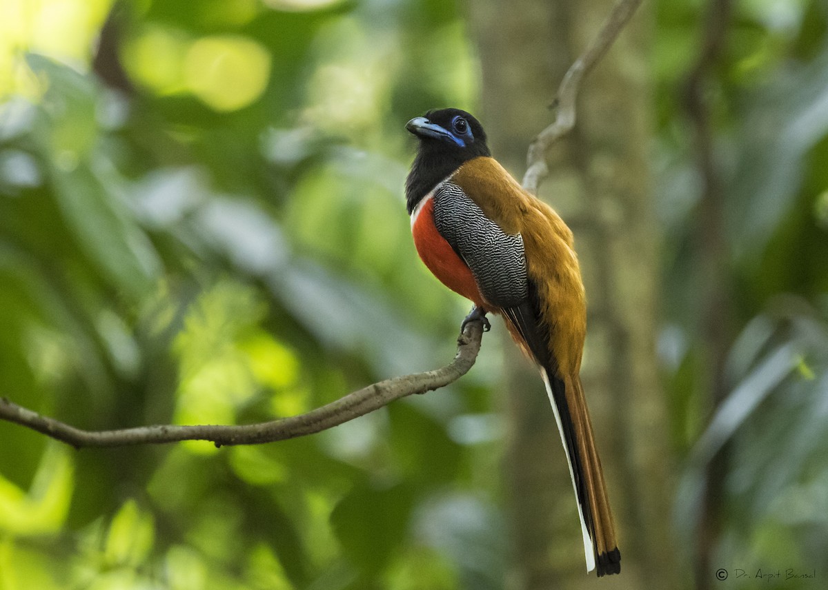 Malabar Trogon - ML504202551