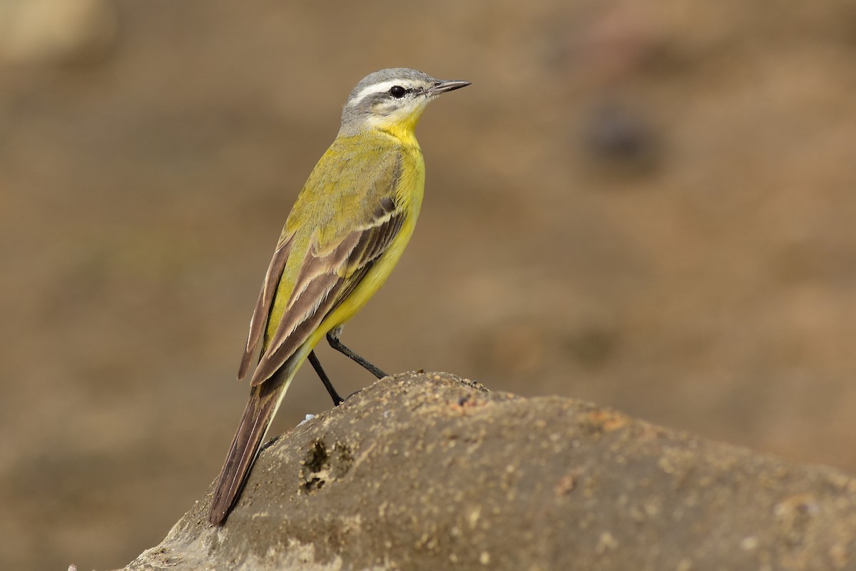 Western Yellow Wagtail (beema) - Ajoy Kumar Dawn