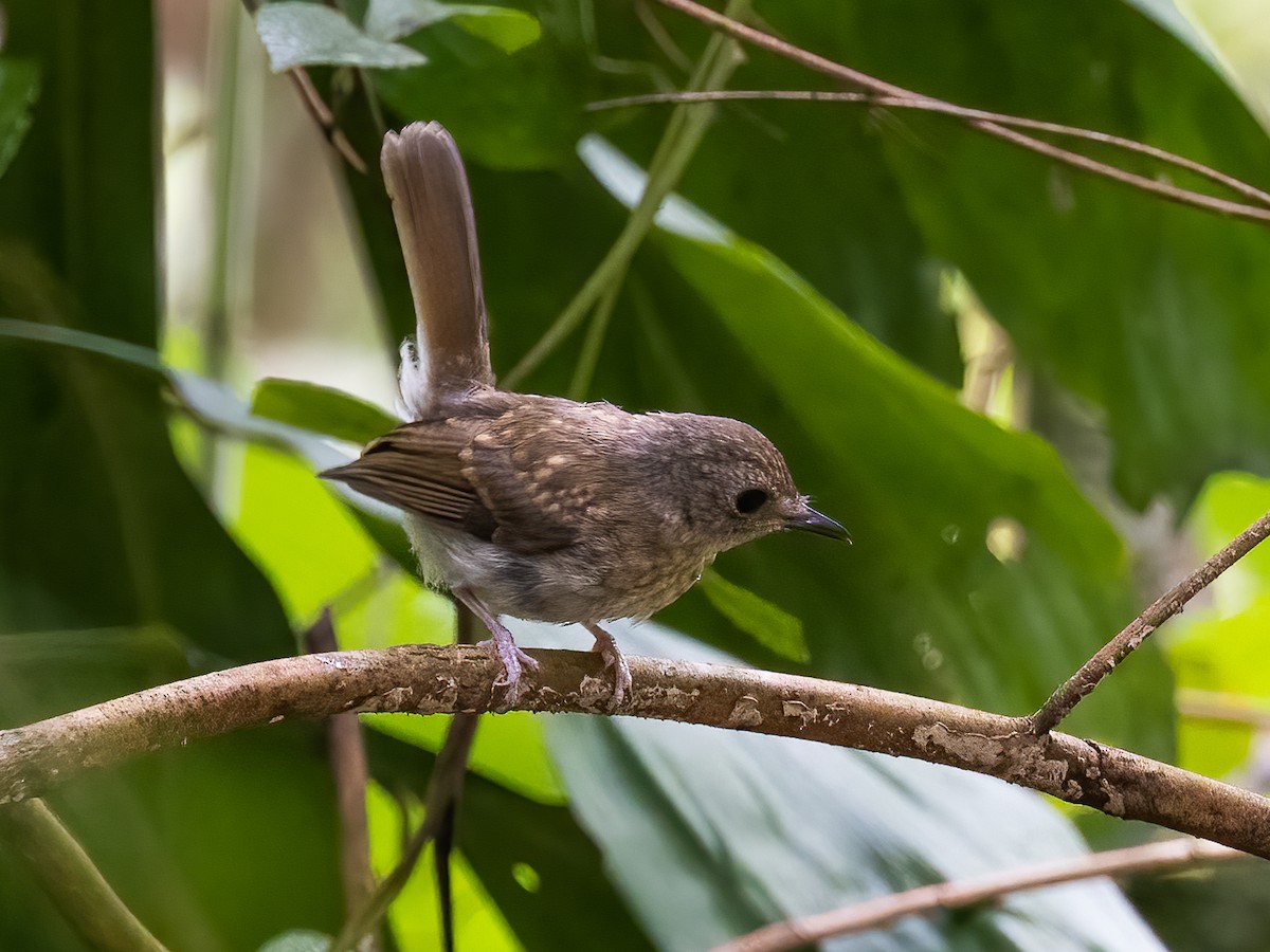 Fulvous-chested Jungle Flycatcher - ML504204471