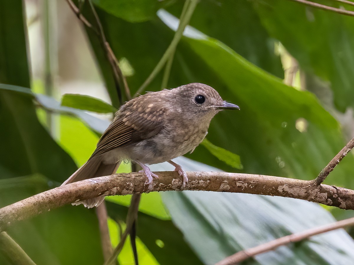 Fulvous-chested Jungle Flycatcher - ML504204481