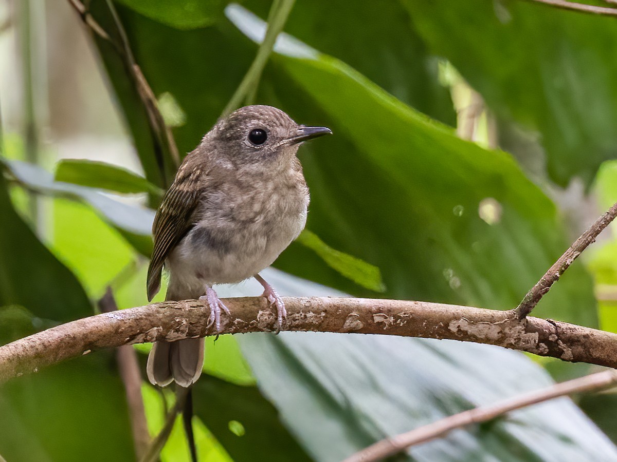 Fulvous-chested Jungle Flycatcher - ML504204511