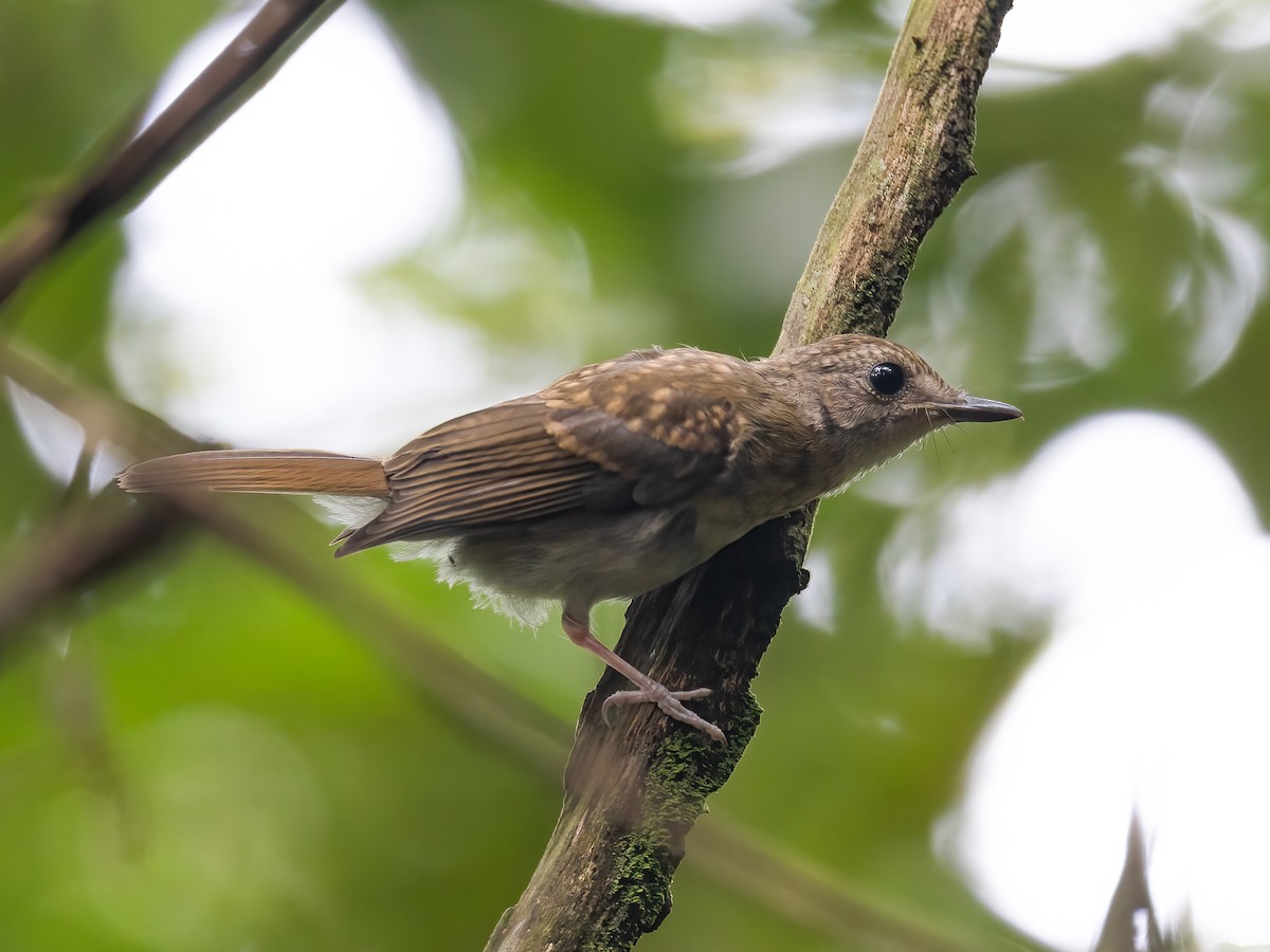 Fulvous-chested Jungle Flycatcher - ML504204531