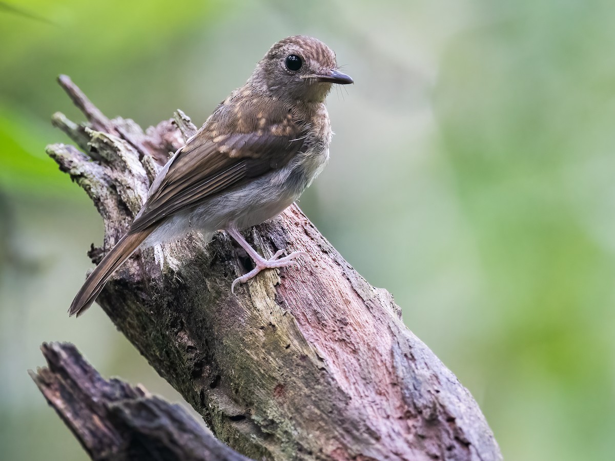 Fulvous-chested Jungle Flycatcher - ML504204561