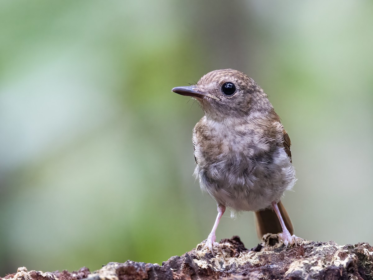 Fulvous-chested Jungle Flycatcher - ML504204581