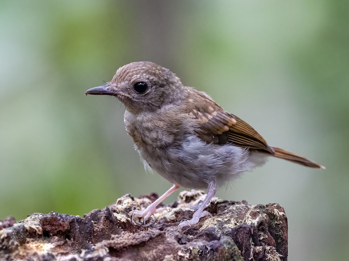 Fulvous-chested Jungle Flycatcher - ML504204611