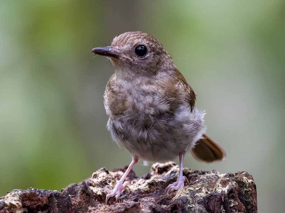 Fulvous-chested Jungle Flycatcher - ML504204631