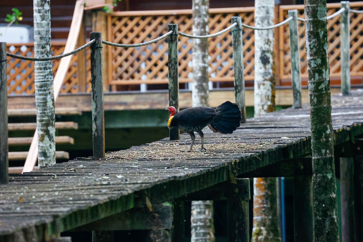 Australian Brushturkey - Tom Feild