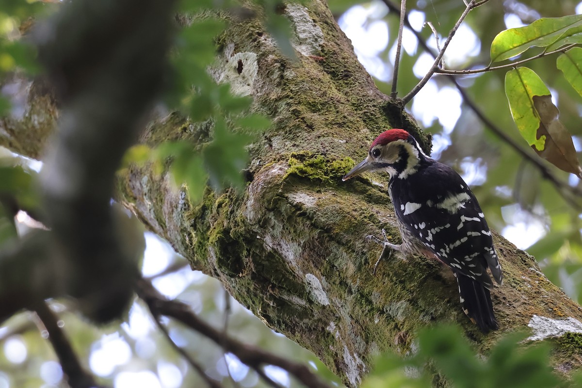 White-backed Woodpecker - ML504206621