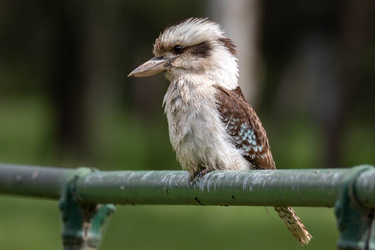 Laughing Kookaburra - ML504209691