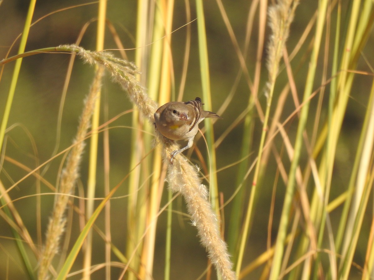 Yellow-throated Sparrow - Ranjeet Singh