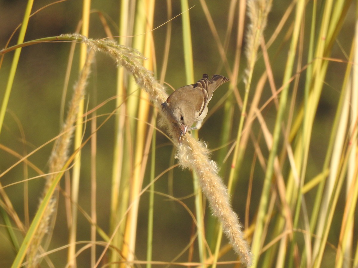 Yellow-throated Sparrow - Ranjeet Singh