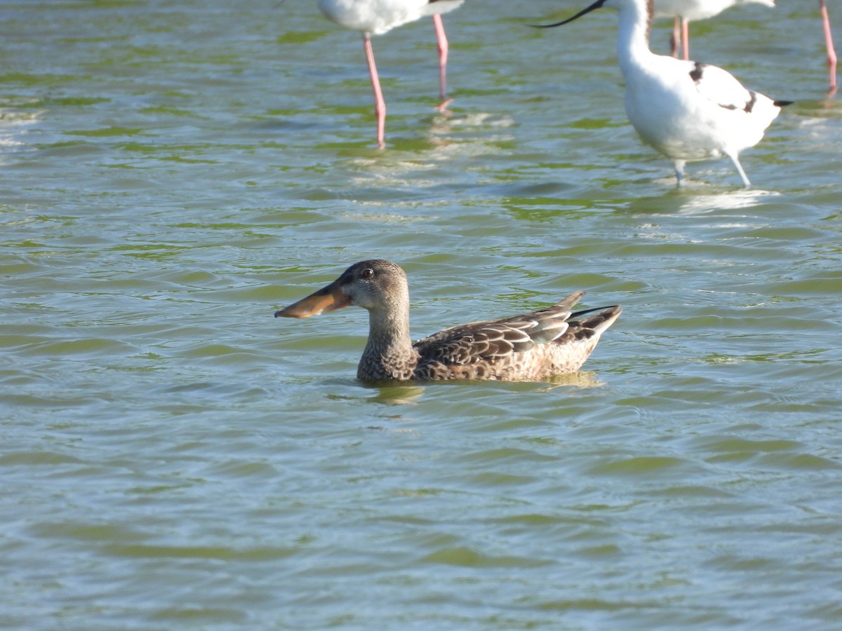 Northern Shoveler - ML504211291