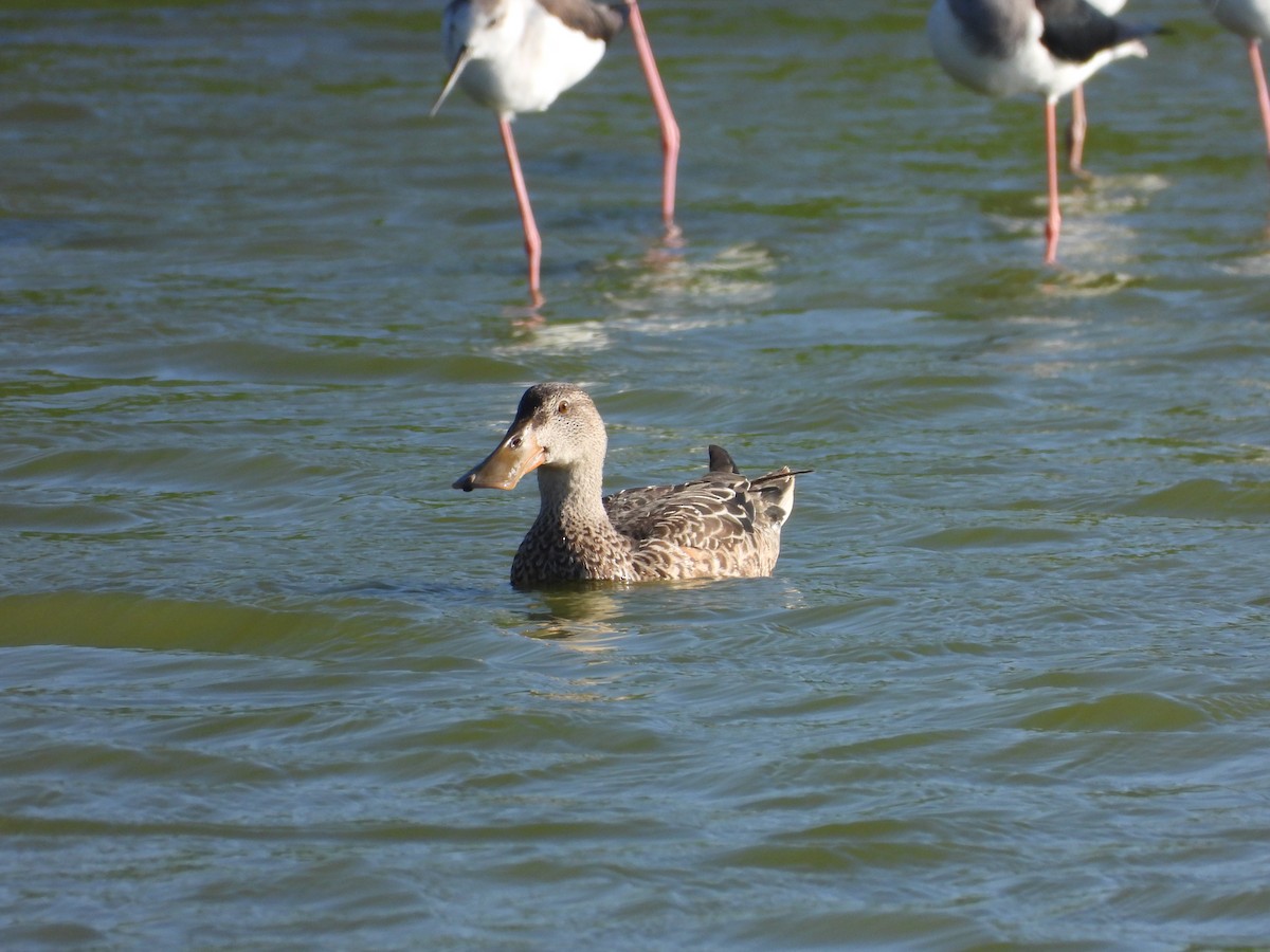 Northern Shoveler - ML504211311