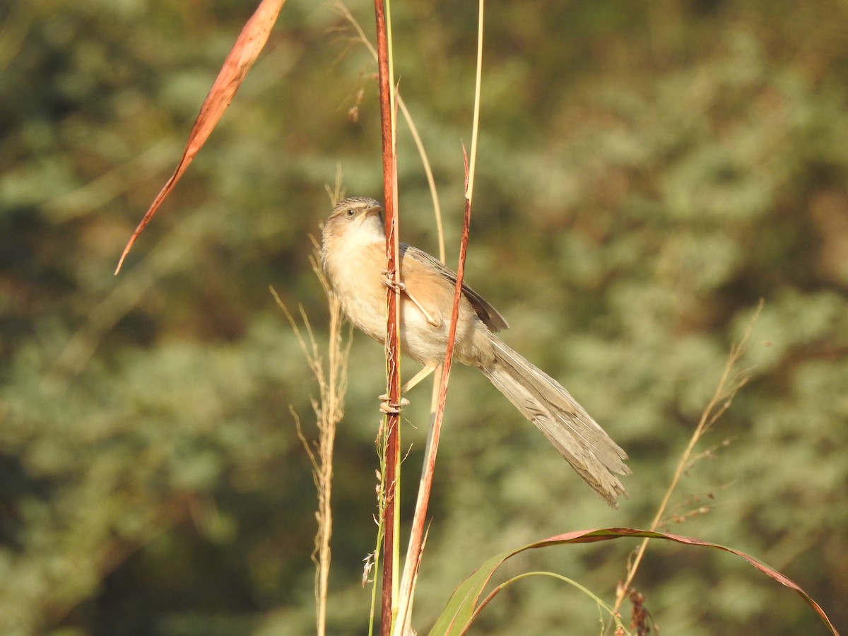 Common Babbler - ML504211721