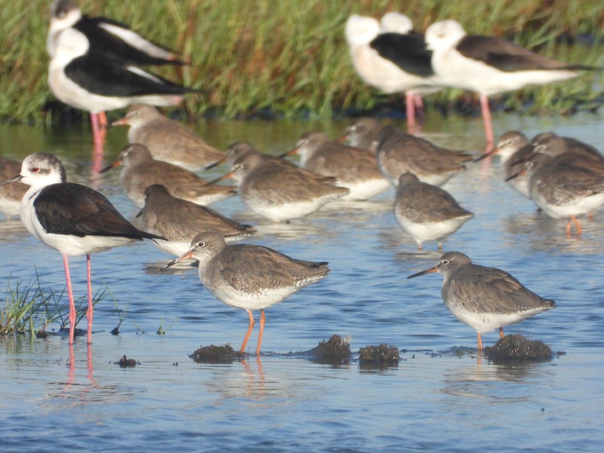 Common Redshank - ML504213481