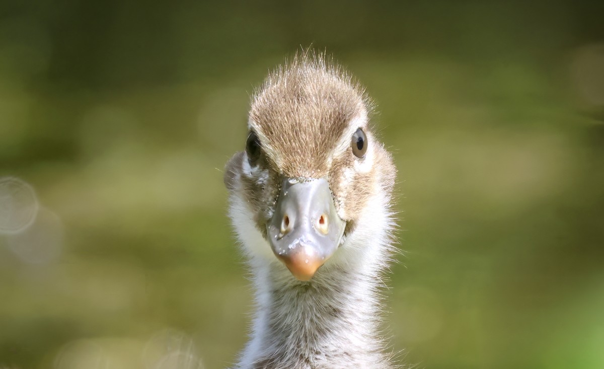 Maned Duck - ML504215791