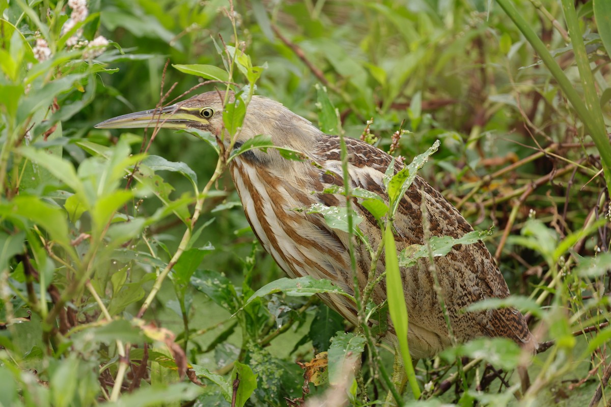 American Bittern - ML504216781