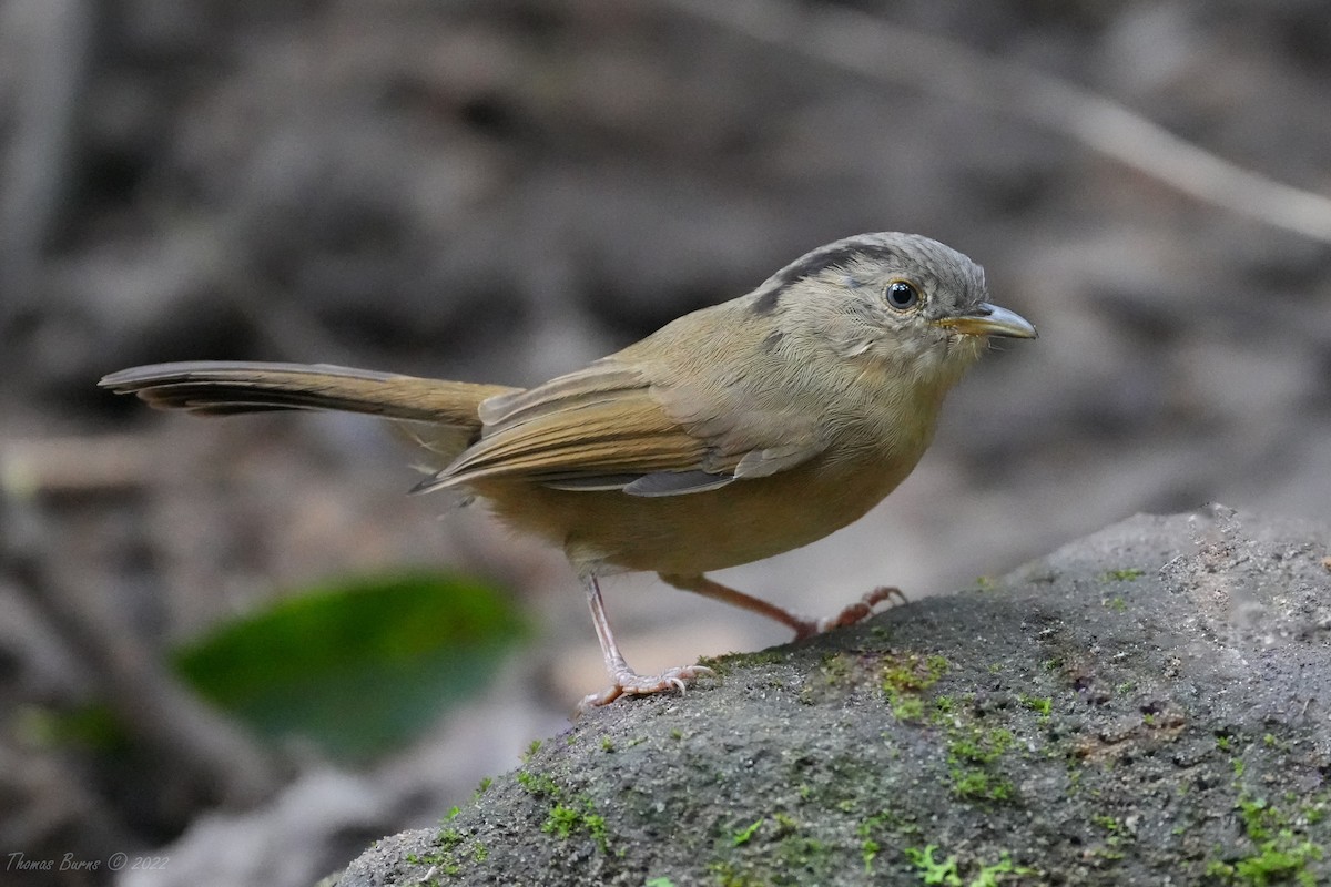 Brown-cheeked Fulvetta - Thomas Burns