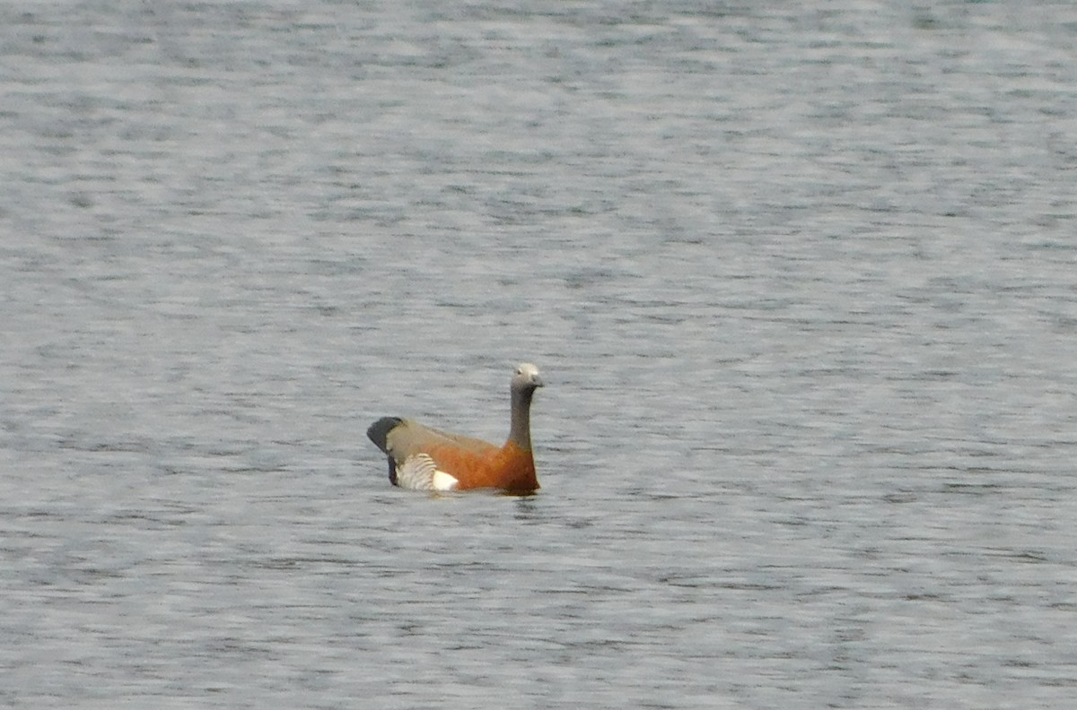 Ashy-headed Goose - Nicolás Bejarano