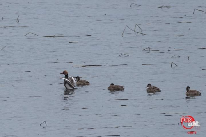 Red-crested Pochard - ML504217791