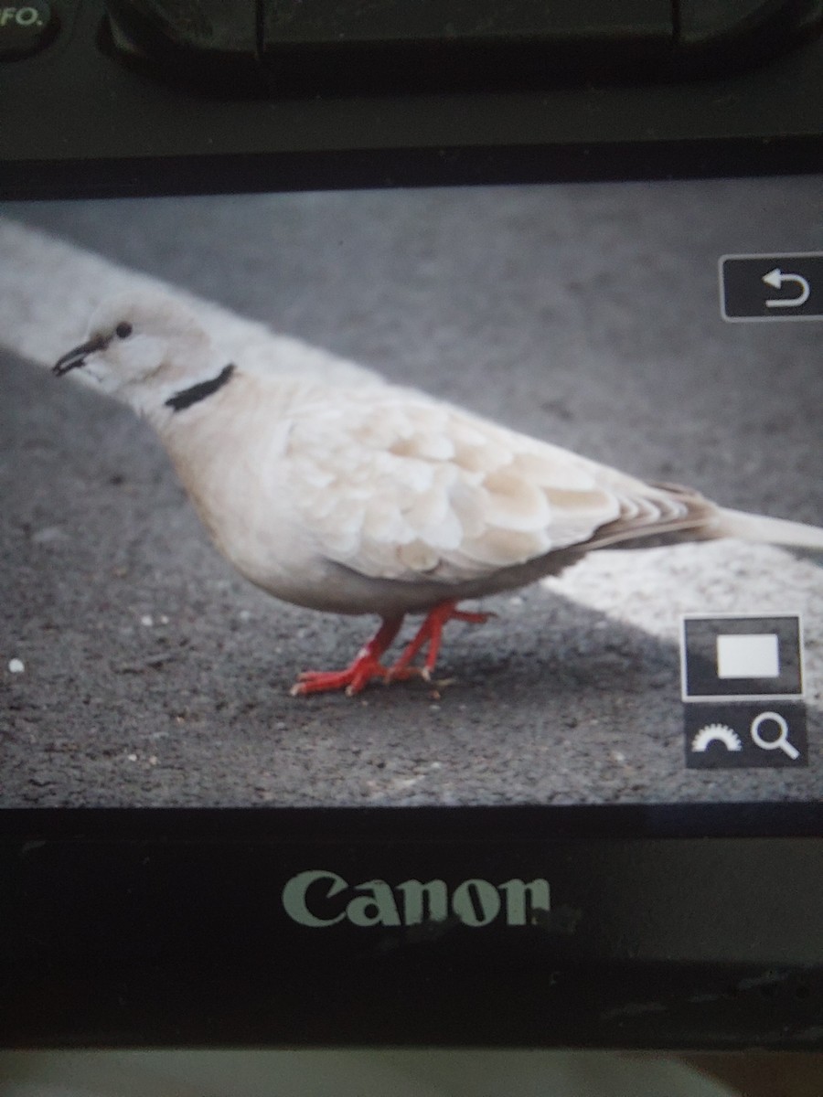 Eurasian/African Collared-Dove - Raino Kinnunen