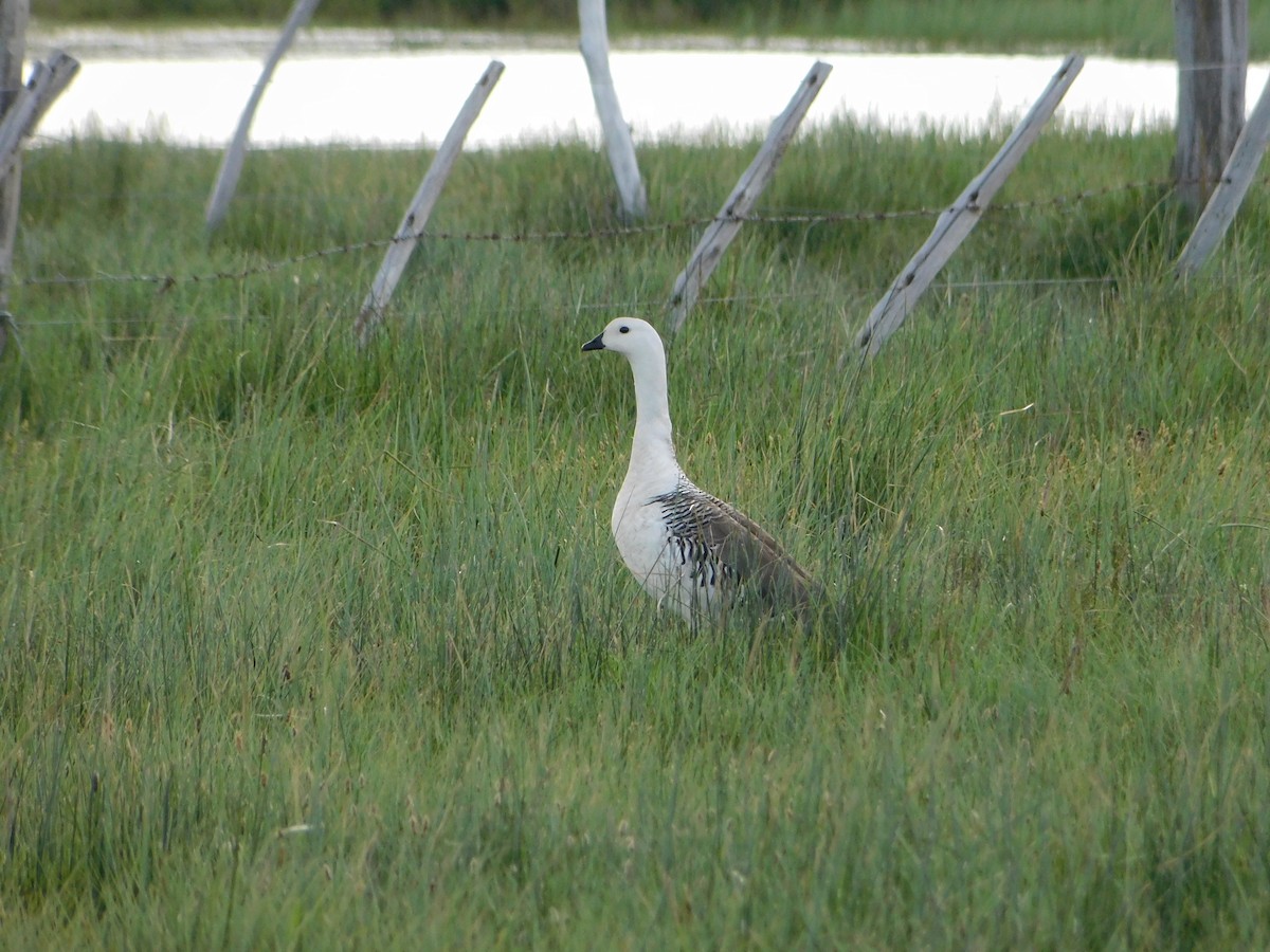 Upland Goose - ML504218751