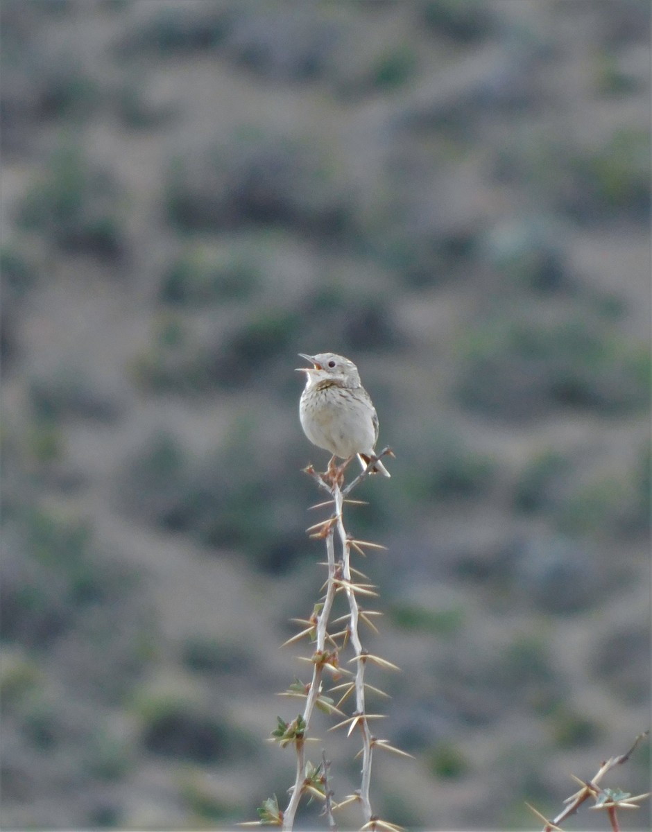 Hellmayr's Pipit - ML504219571