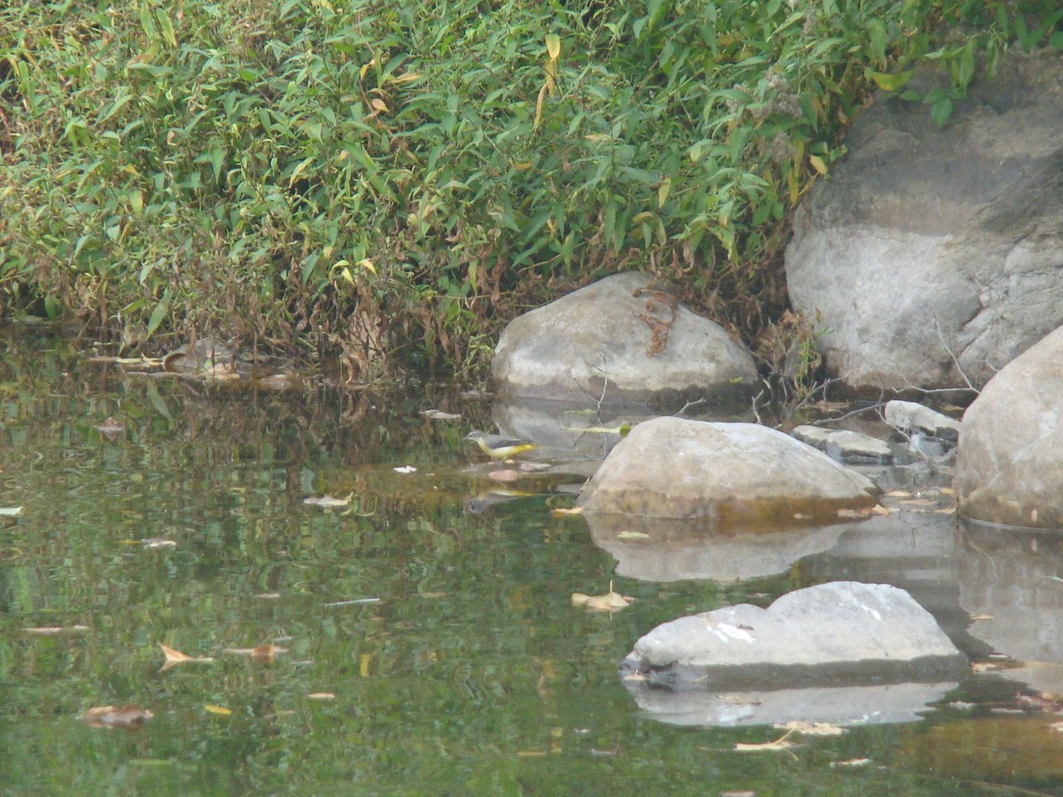 Gray Wagtail - ML504219621