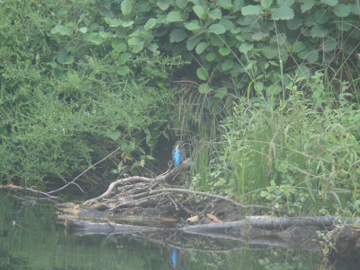 Common Kingfisher - ML504219661