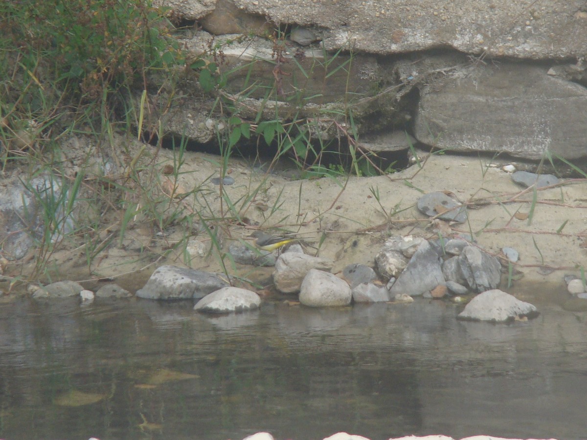 Gray Wagtail - ML504219681