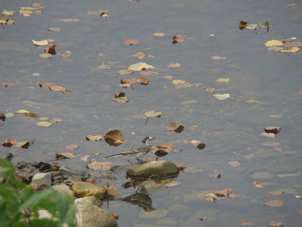 White Wagtail - ML504219711