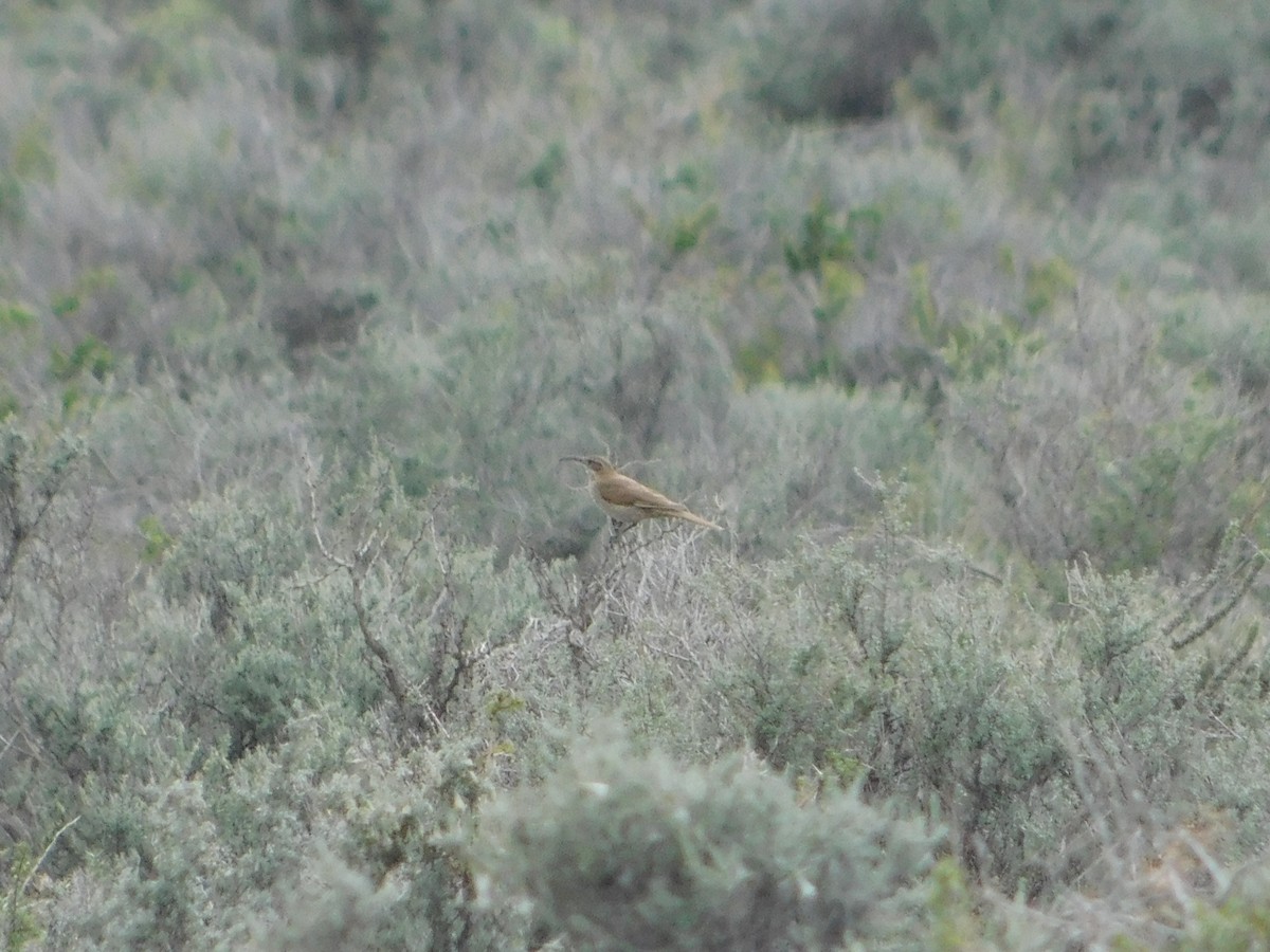 Scale-throated Earthcreeper - ML504219771