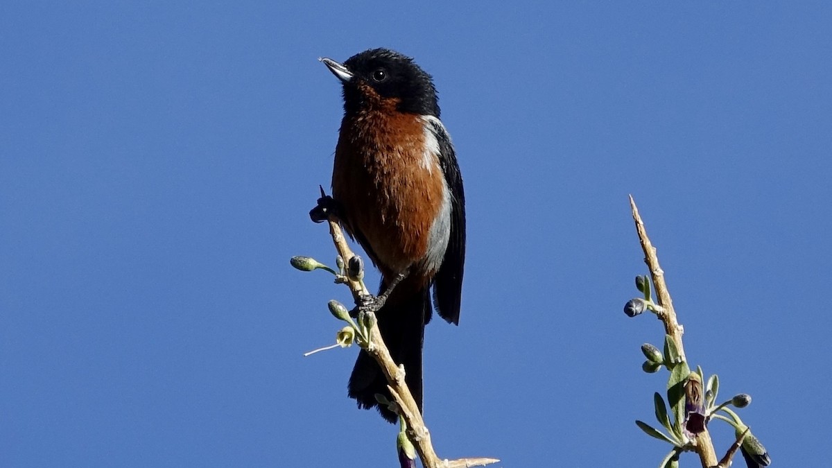 Black-throated Flowerpiercer - ML504219831