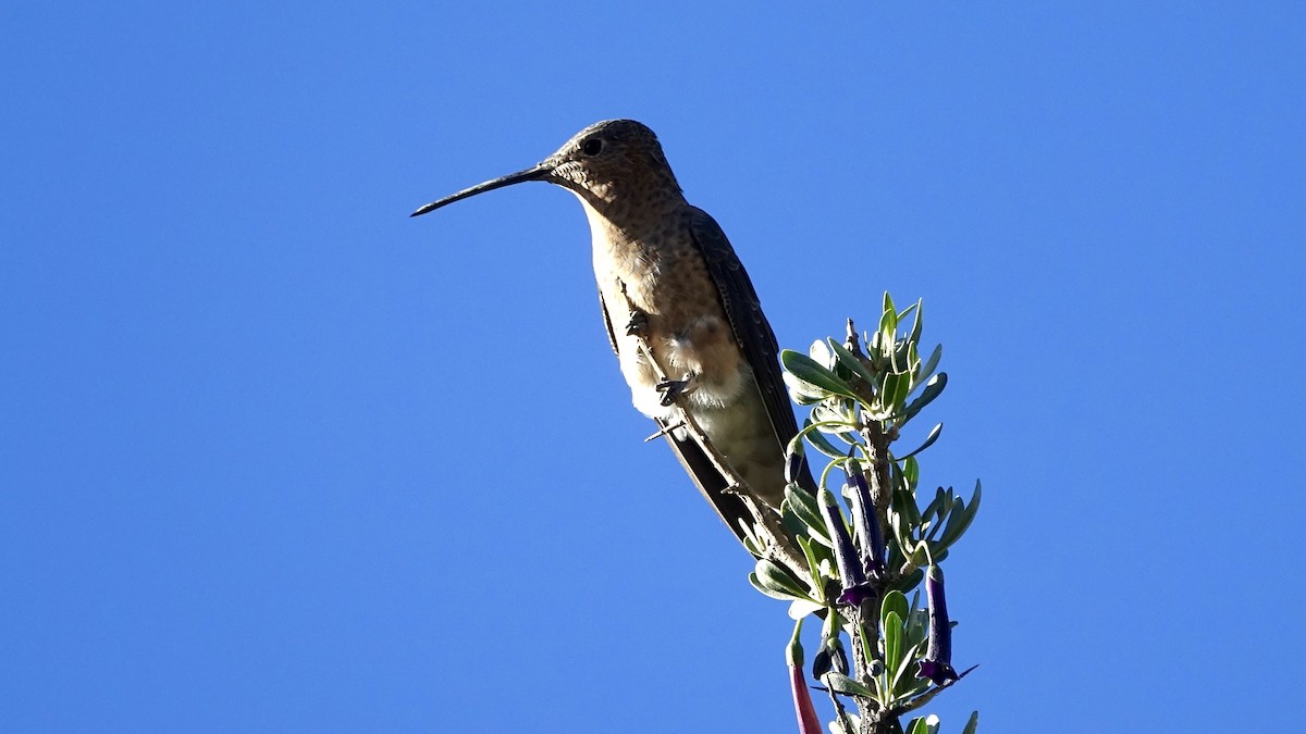 Giant Hummingbird - ML504220001