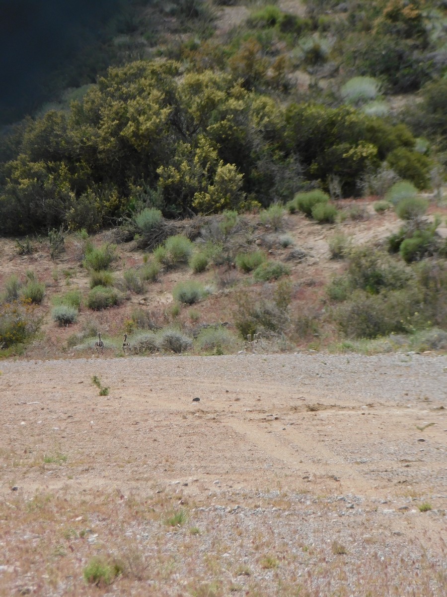 Lesser Rhea - ML504220011