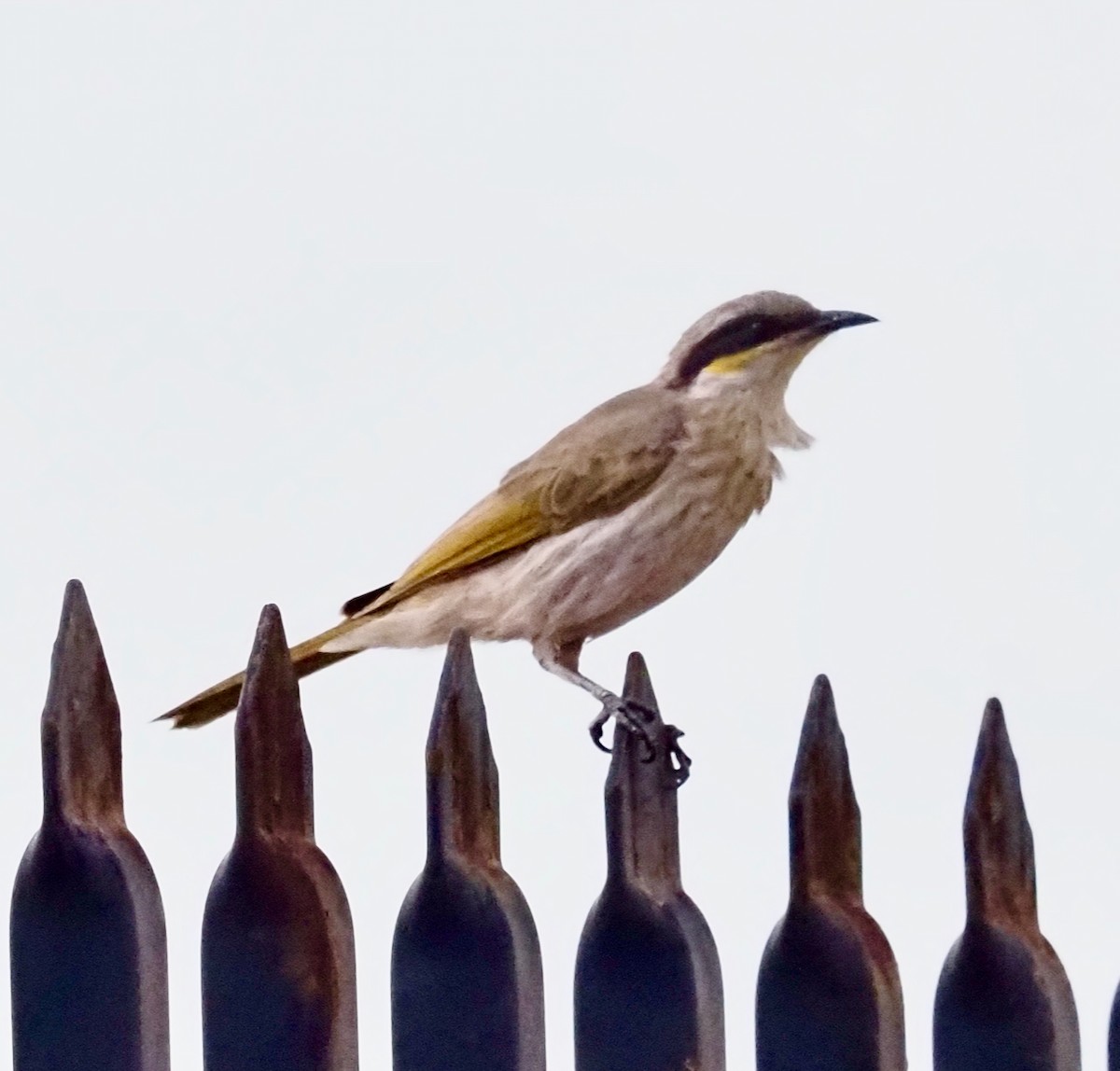 Singing Honeyeater - ML504220421