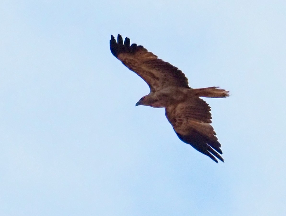 Whistling Kite - ML504220451