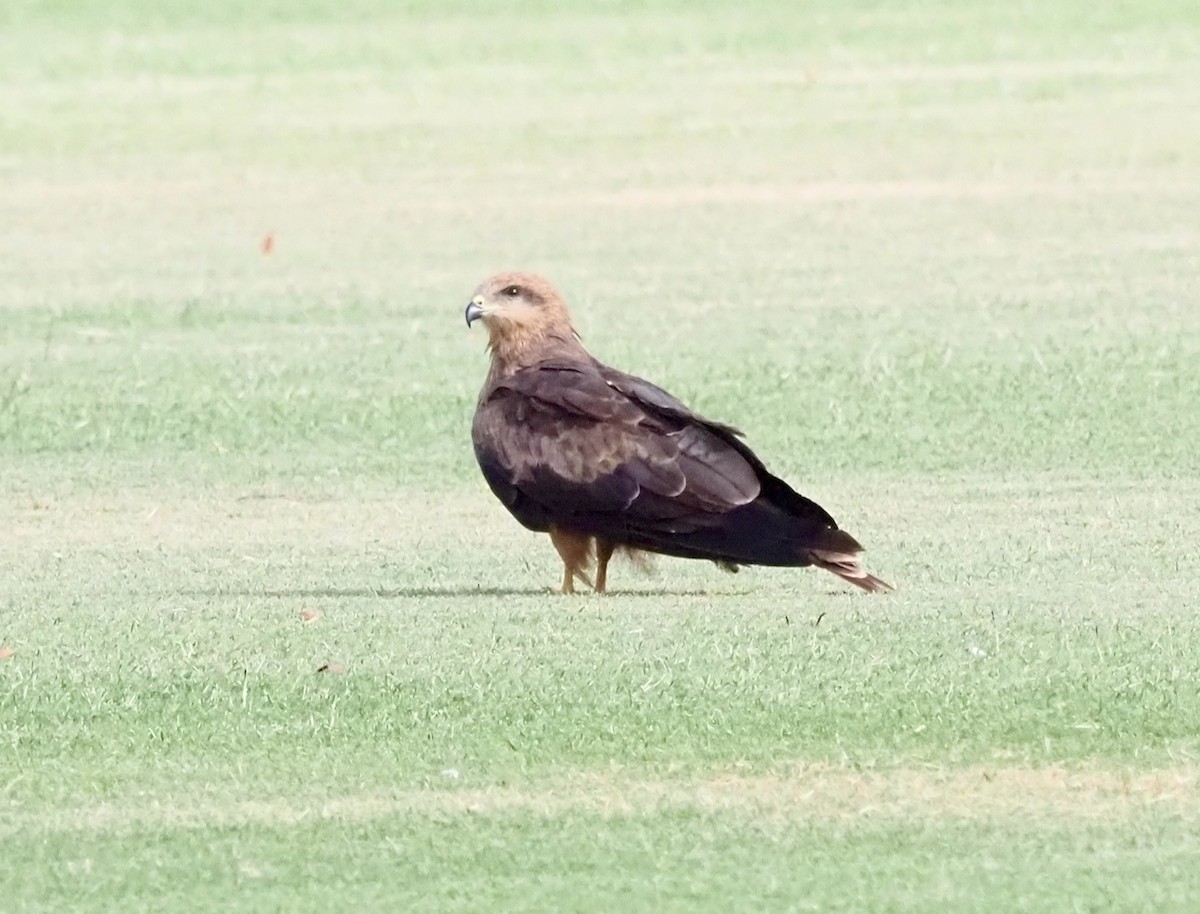 Black Kite - ML504220461