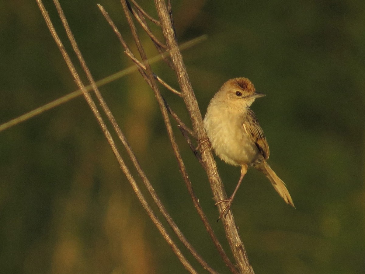 Golden-headed Cisticola - ML504221211