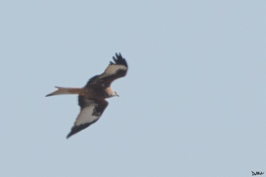 Red Kite - ML504221341