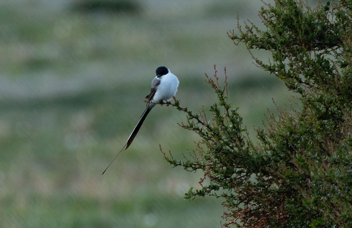 Fork-tailed Flycatcher - ML504223441