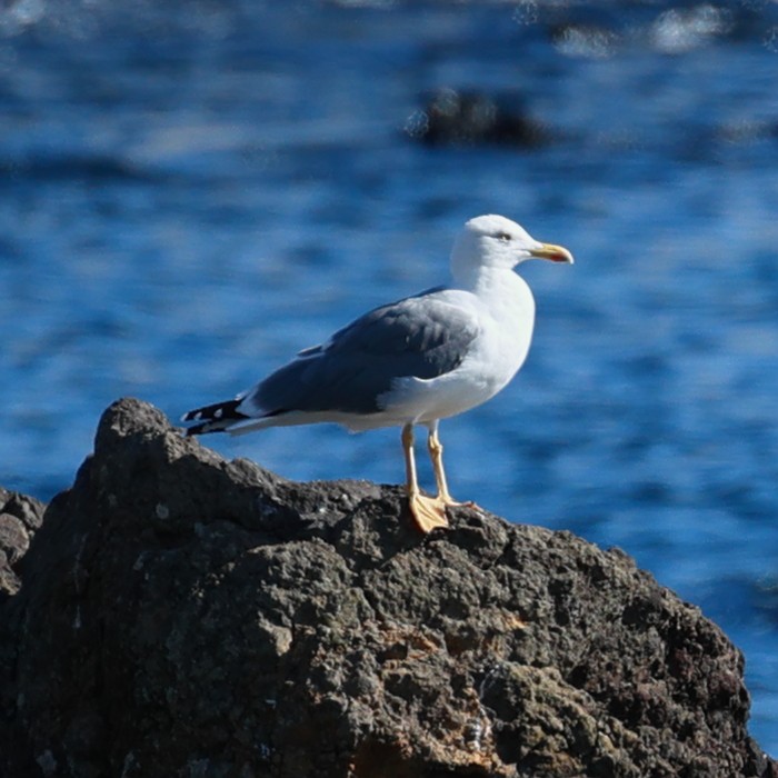 Yellow-legged Gull (atlantis) - ML504224691