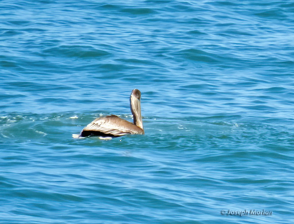 Brown Pelican - Joseph Morlan